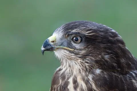 Portrait of pretty buzzard Stock Photos