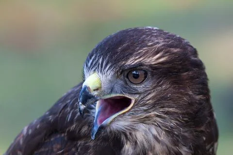 Portrait of pretty buzzard Stock Photos
