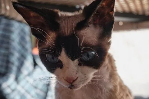 Portrait of pretty Devon Rex cat on sunny background Stock Photos