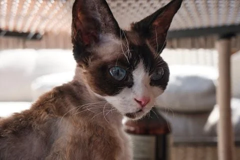 Portrait of pretty Devon Rex cat on sunny background Stock Photos