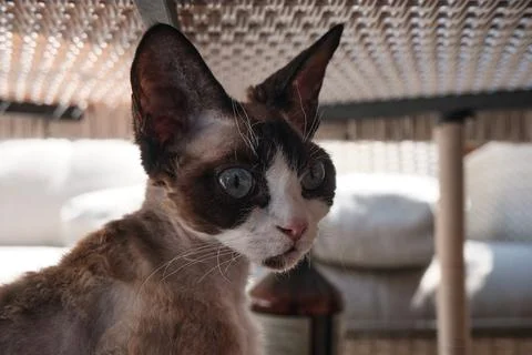 Portrait of pretty Devon Rex cat on sunny background Stock Photos