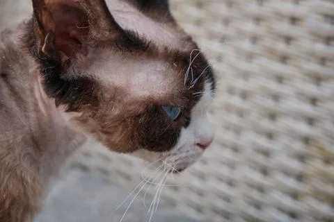 Portrait of pretty Devon Rex cat on sunny background Stock Photos