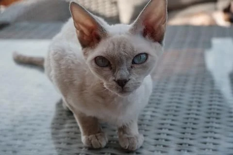 Portrait of pretty Devon Rex cat on sunny background Stock Photos