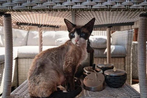 Portrait of pretty Devon Rex sitting under table Stock Photos