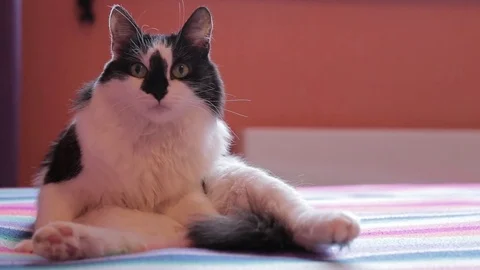 Portrait of pretty funny black an white cat is sitting on a sofa Stock Footage 76718153