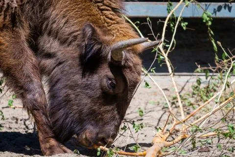 Portrait of primal beast muzzle of Mongolian yak Stock Photos
