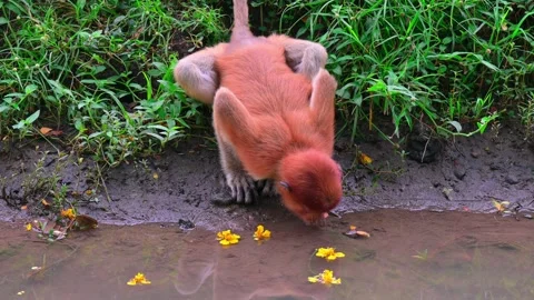 Portrait of proboscis monkey drinking river water 스톡 동영상 236090960