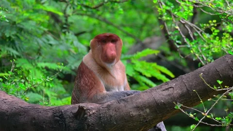 Portrait of proboscis monkey eating 스톡 동영상 236089596