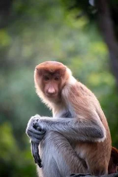 A portrait of proboscis monkey or long-nosed monkey (Nasalis larvatus) Foto stock