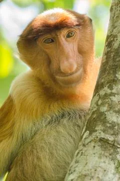 Portrait of a proboscis monkey seen from the front  in a tree in a vertical i Stock Photos