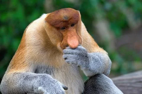 Portrait of a Proboscis monkey thinking in Borneo, Malaysia Stock Photos