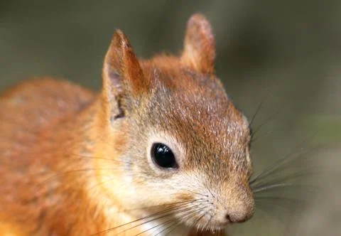 Portrait of proteins Stock Photos