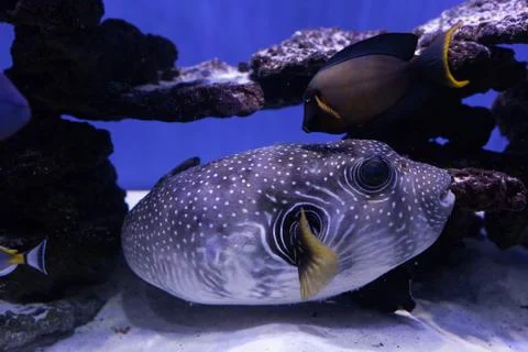 Portrait of a puffer fish Stock Photos