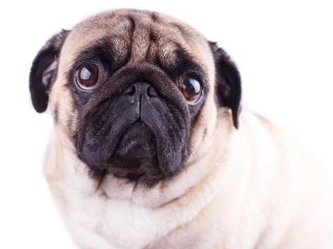 Portrait of a pug dog with big sad eyes. Isolated Stock Photos