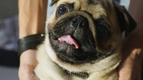 Portrait of a Pug Dog Stock Footage 82696815