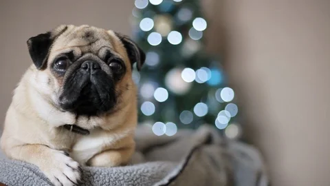 Portrait pug dog looking at camera on Christmas tree background. Happy Christmas Video stock 99289127