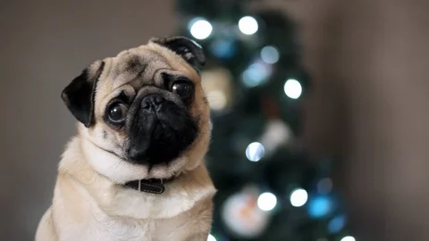 Portrait pug dog looking at camera on Christmas tree background. Stock Footage 99289351