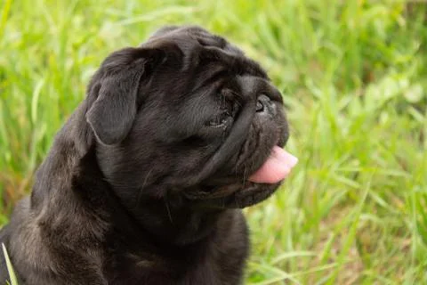 Portrait of a pug. Dog sits in the grass Stock Photos