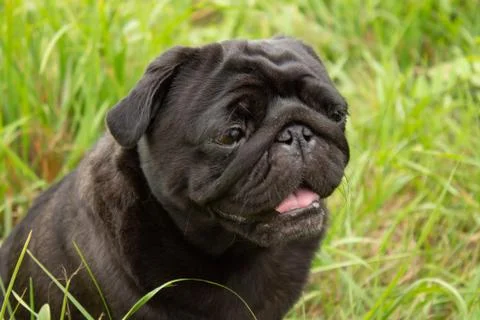 Portrait of a pug. Dog sits in the grass Stock Photos