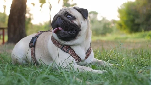 Portrait of a pug on the grass. Vídeo Stock 343875922