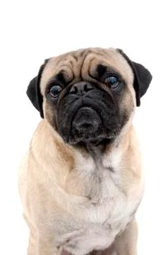 Portrait of Pug Stock Photos