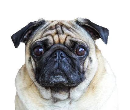 Portrait pug on white Stock Photos