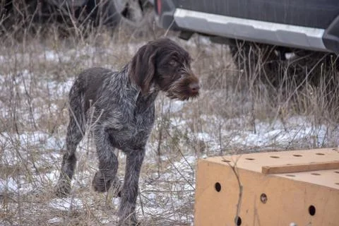 Portrait of puppy a German wirehaired pointer. Point on box with birds. Stock Photos