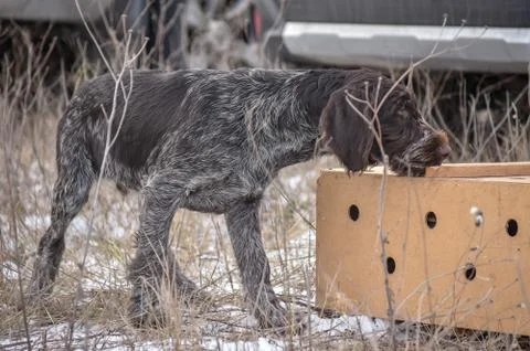 Portrait of puppy a German wirehaired pointer. Point on box with birds. Stock Photos