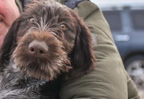 Portrait of puppy of a German wirehaired pointer. Front view. Stock Photos