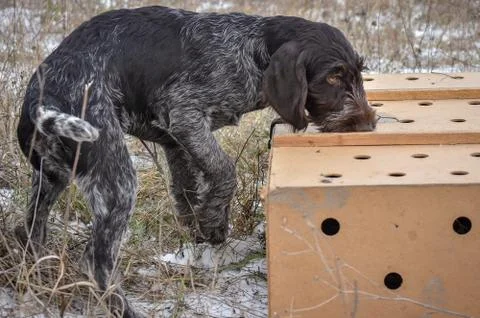 Portrait of puppy a German wirehaired pointer. Point on box with birds. Stock Photos