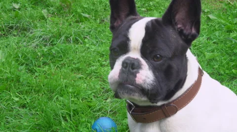 Portrait puppy on sits on the lawn Stock Footage