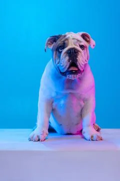 Portrait of purebred dog, english bulldog posing isolated over studio background Stock Photos