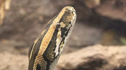 Portrait of python Stock Footage 91847339