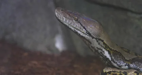 Portrait of a python in the forest Stock Footage 139231830
