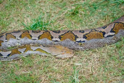A portrait of a Python hunting on grass. big snake on grass. looking at camer Stockfoto's