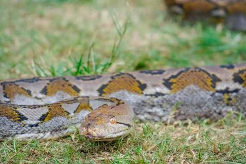 A portrait of a Python hunting on grass. big snake on grass. looking at camer 스톡 사진