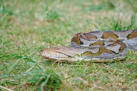 A portrait of a Python hunting on grass. big snake on grass. looking at camer Stock Photos