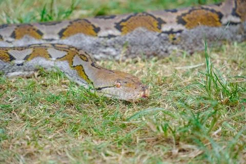 A portrait of a Python hunting on grass. big snake on grass. looking at camer Stock Photos
