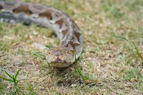 A portrait of a Python hunting on grass. big snake on grass. looking at camer Stock Photos
