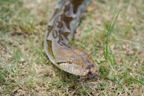 A portrait of a Python hunting on grass. big snake on grass. looking at camer Stock Photos