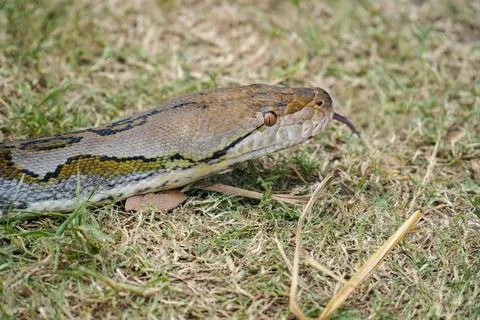 A portrait of a Python hunting on grass. big snake on grass. looking at camer Foto stock