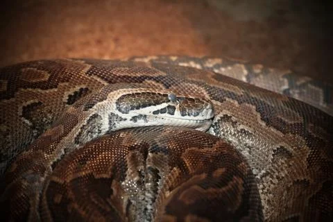 Portrait of Python sebae natalensis, the african rock python, in a terrarium; 写真素材