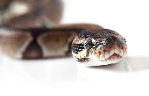 Portrait of python snake closeup Stock-Fotos