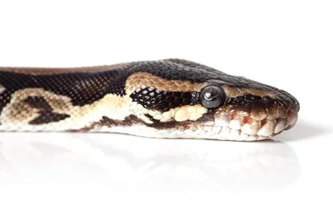 Portrait of python snake closeup Stock Photos