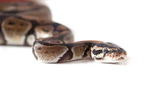 Portrait of python snake Stock Photos