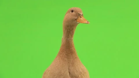 Portrait of a quacking duck on a green screen natural sound. Stock Footage 135880549
