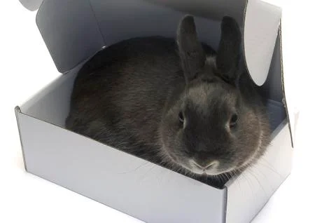 Portrait of a rabbit in a box Stock Photos