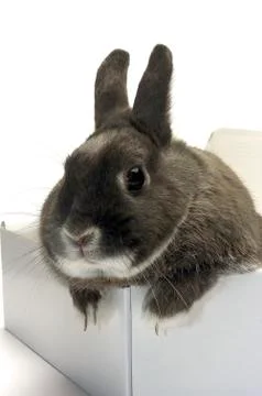 Portrait of a rabbit in a box Stock Photos