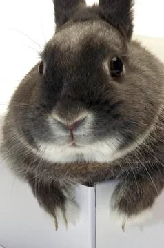 Portrait of a rabbit in a box Stock Photos
