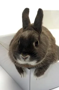 Portrait of a rabbit in a box Stock Photos